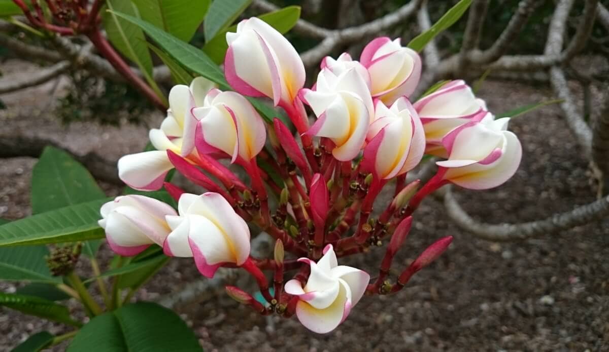 Plumeria flowers