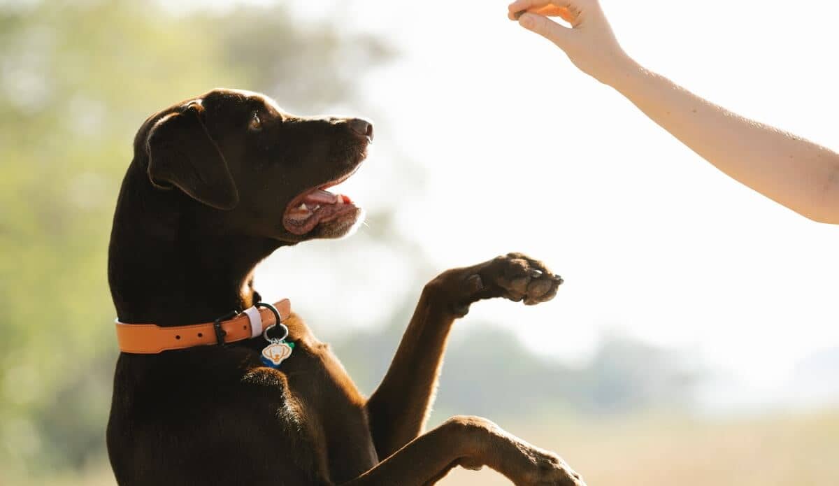 Dog performing for treat