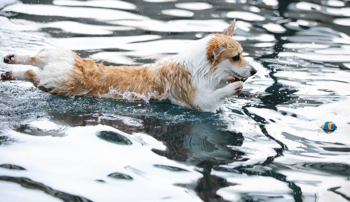 Dog swimming
