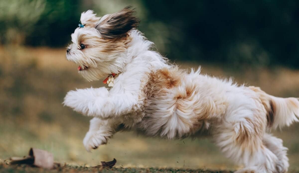 Dog running